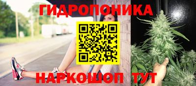 сатива Кандалакша